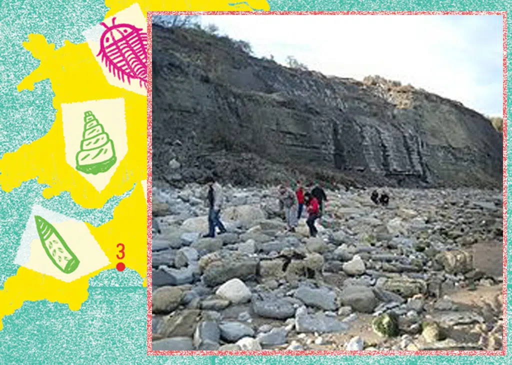 Lyne regis fossil hunt