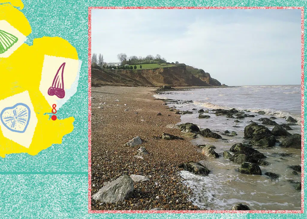 isle of Sheppey fossil hunt