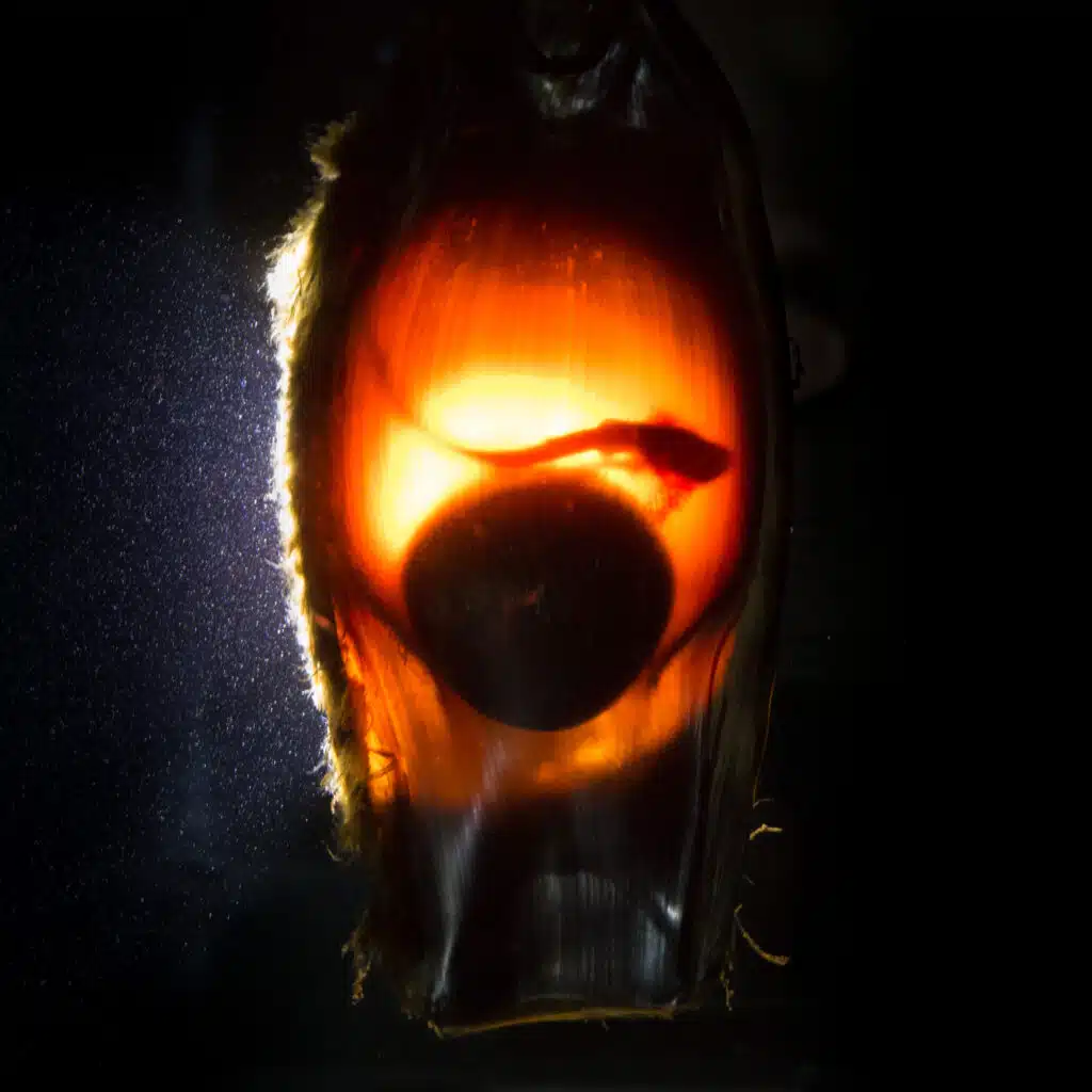 Zebra shark Egg Candling https://www.thedeep.co.uk