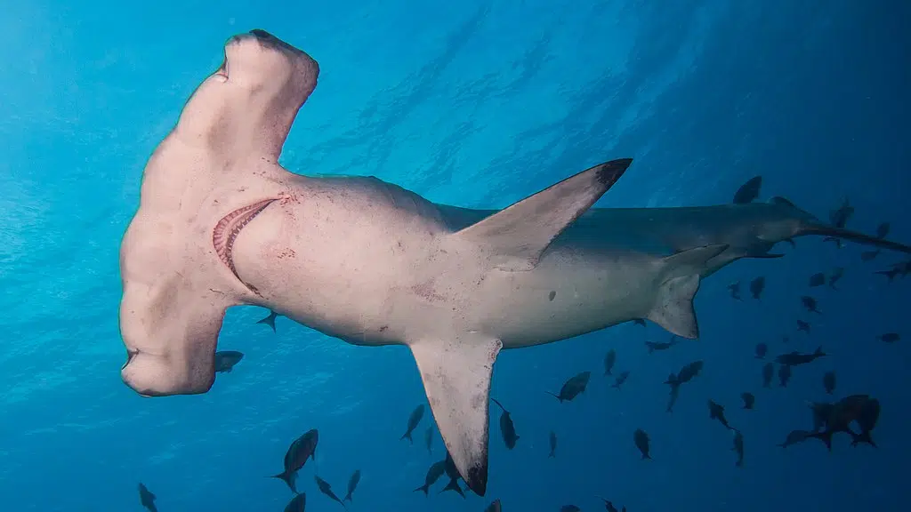 Scalloped Hammerhead Shark Sphyrna Lewini
