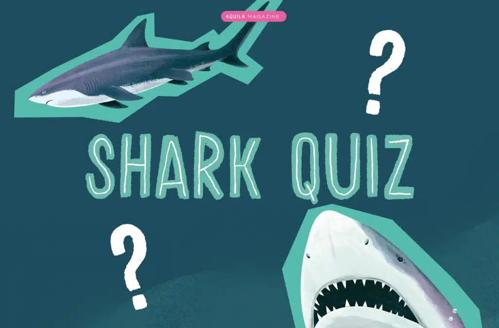 Shark quiz trivia questions and answers