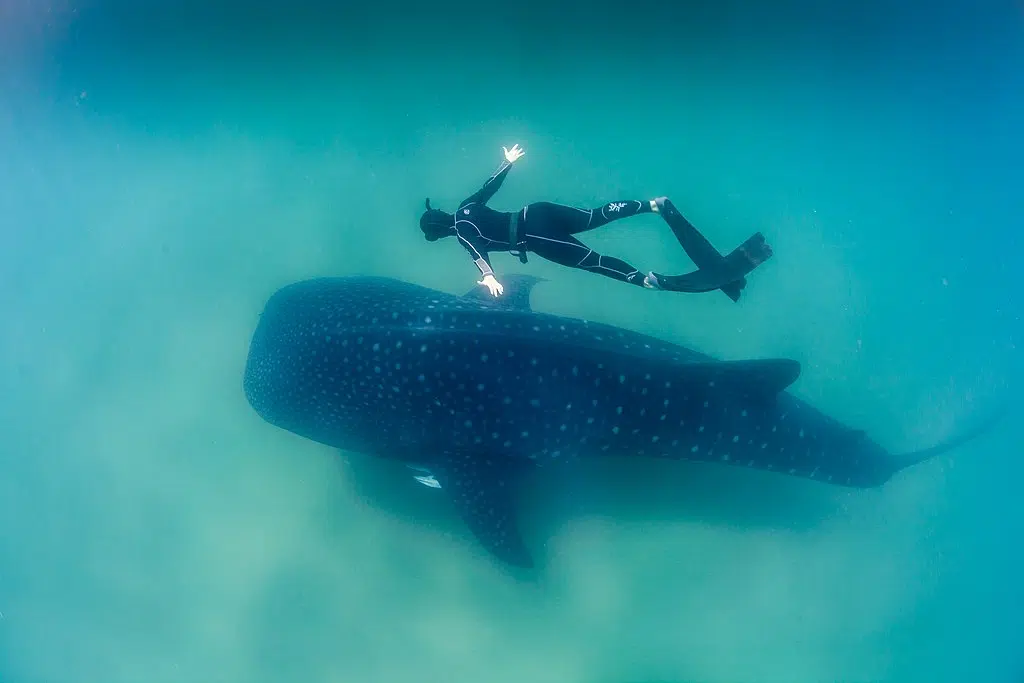 A free diver expresses the massive size of the shark with her outstretched hands as she swims above it