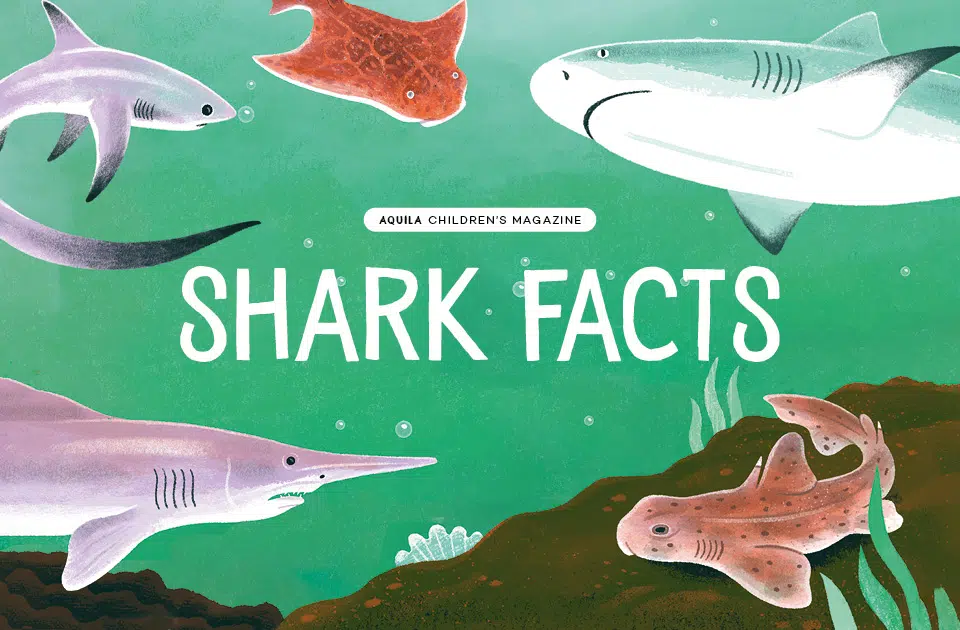 Shark facts for kids