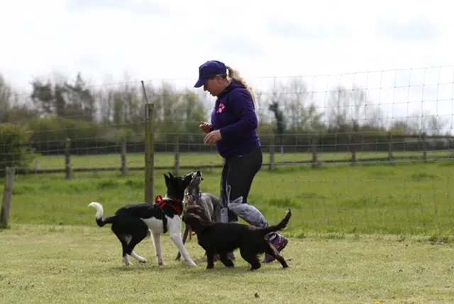Dog agility training