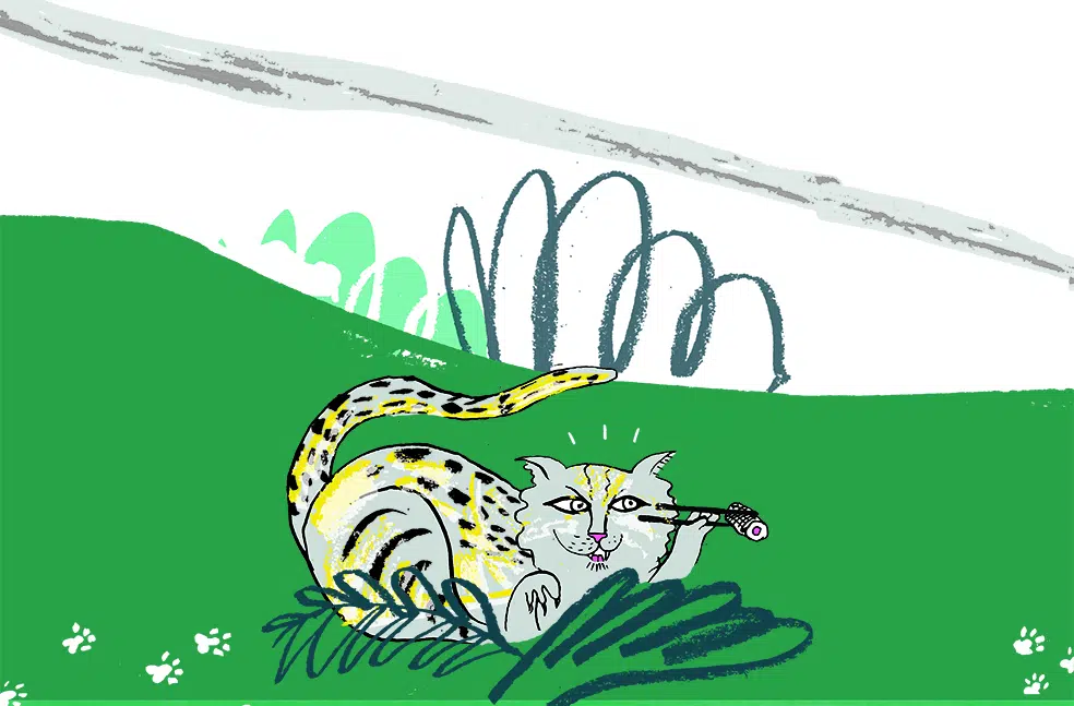 Illustration: Kate Hazell